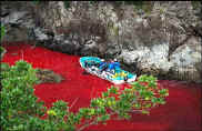 River of Dolphin Blood.